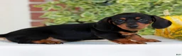 Miniature Dachshund dogs for sale: Brickle  - Ad 4