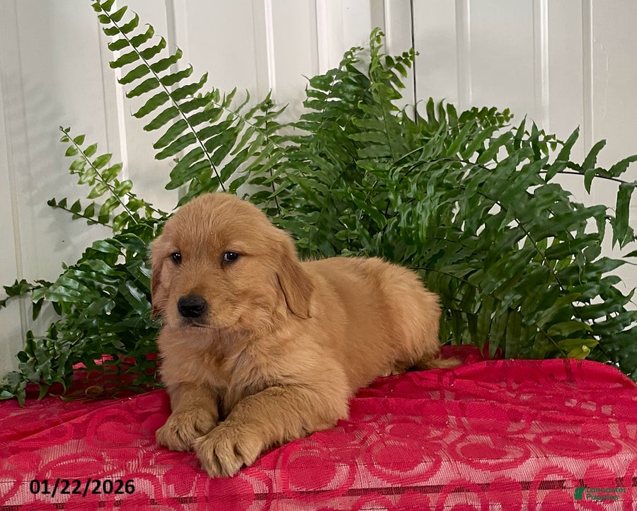 Golden Retriever dogs Flora - Ad 1