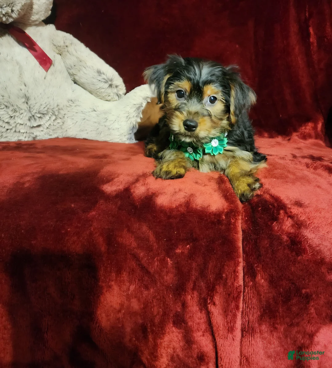 Yorkshire Terrier dogs for sale: BRODY - Ad 2
