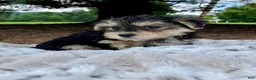 Morkie dogs for sale: Oreo - Ad 6
