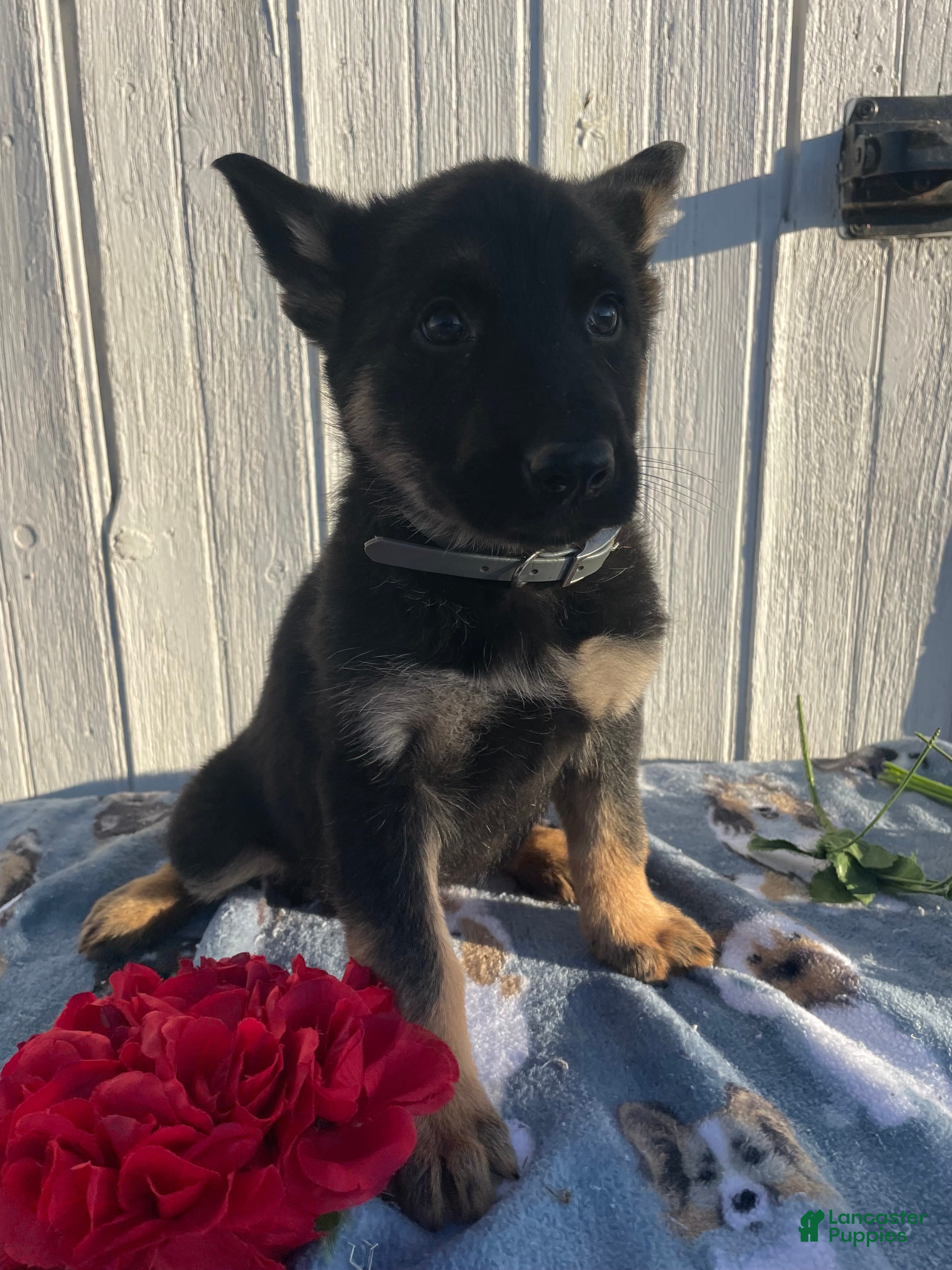 German Shepherd dogs Scout - Ad 16