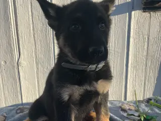 German Shepherd dogs Scout - Ad 21