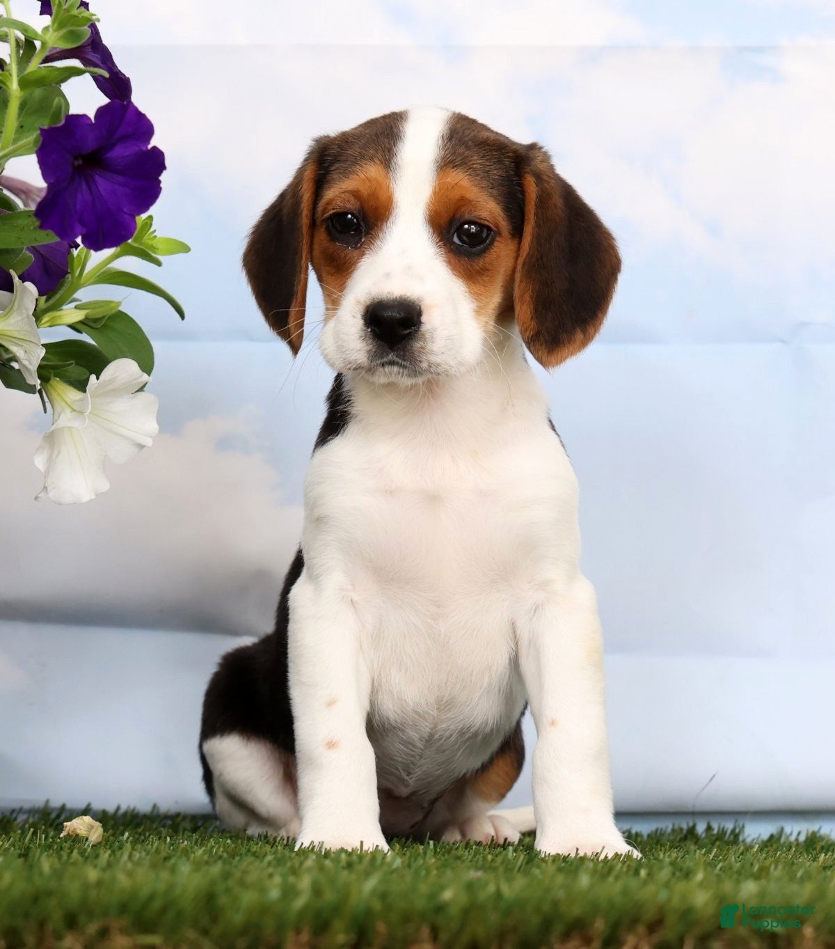 Beagle dogs Dana - Ad 1