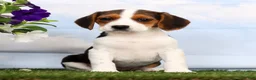 Beagle dogs for sale: Dana - Ad 1