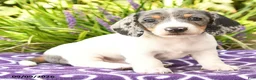Miniature Dachshund dogs for sale: Obie - Ad 3