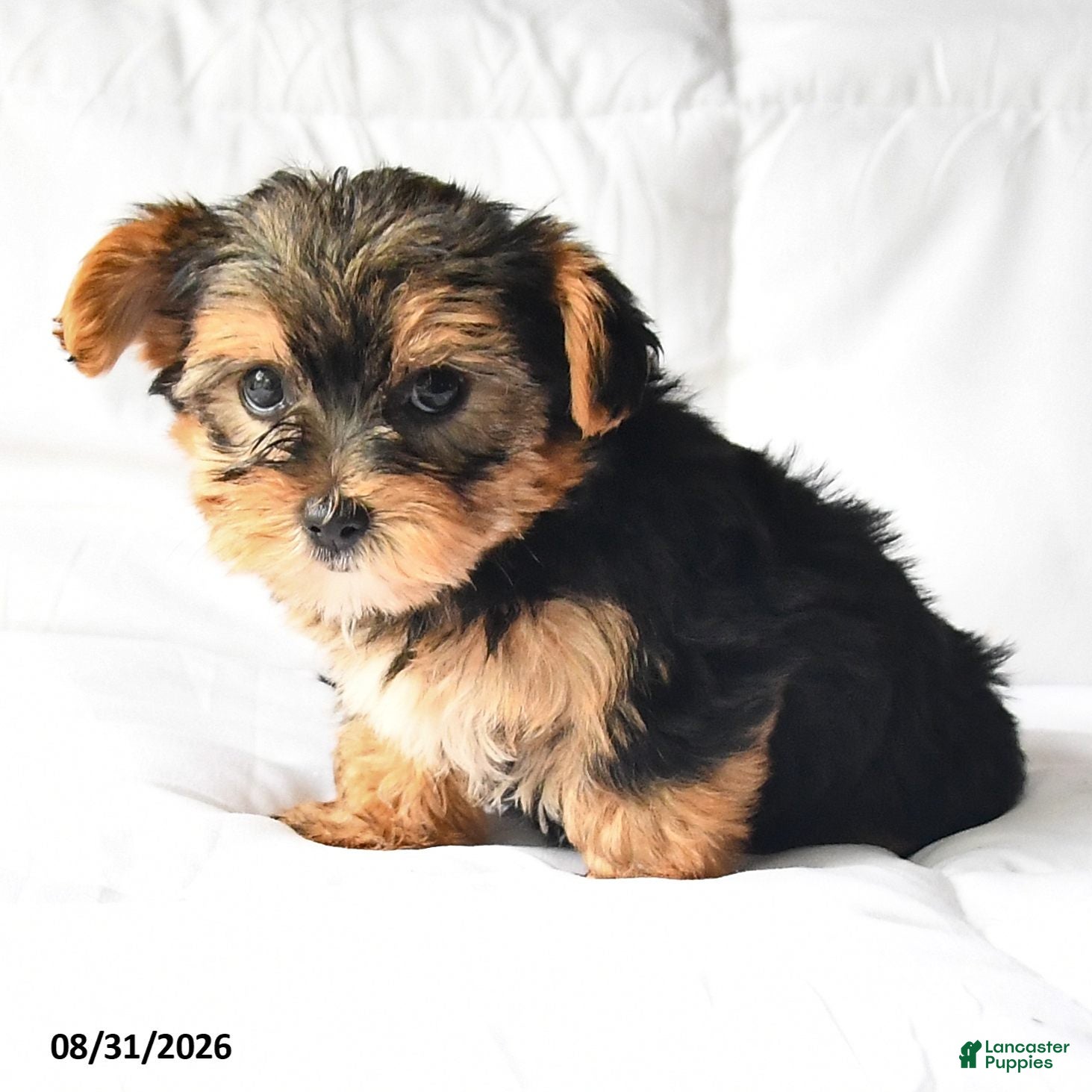 Yorkshire Terrier dogs Amy - Ad 2