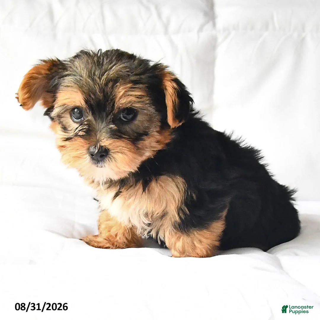 Yorkshire Terrier dogs for sale: Amy - Ad 2