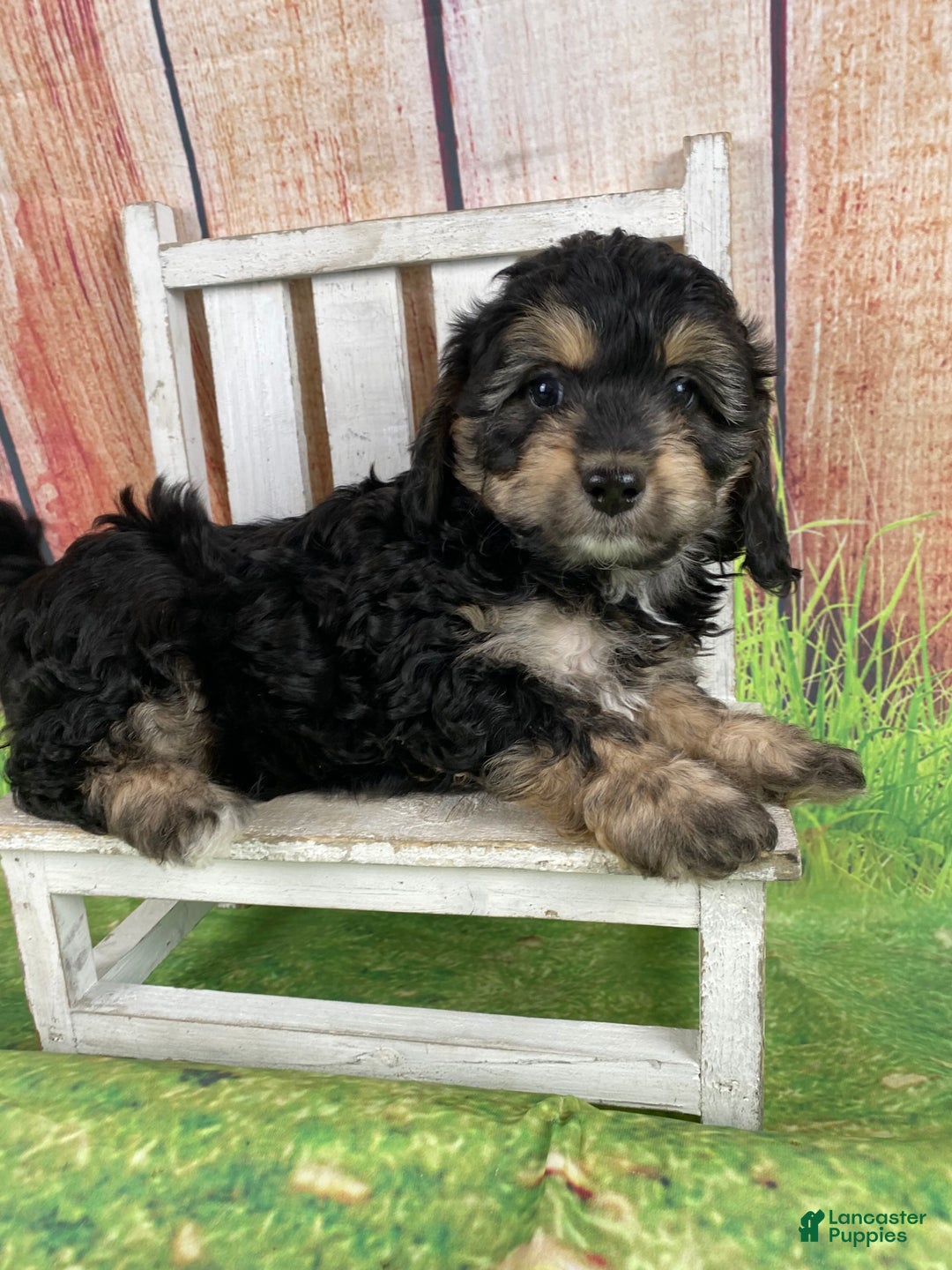 Cavapoo dogs for sale: Lily - Ad 6