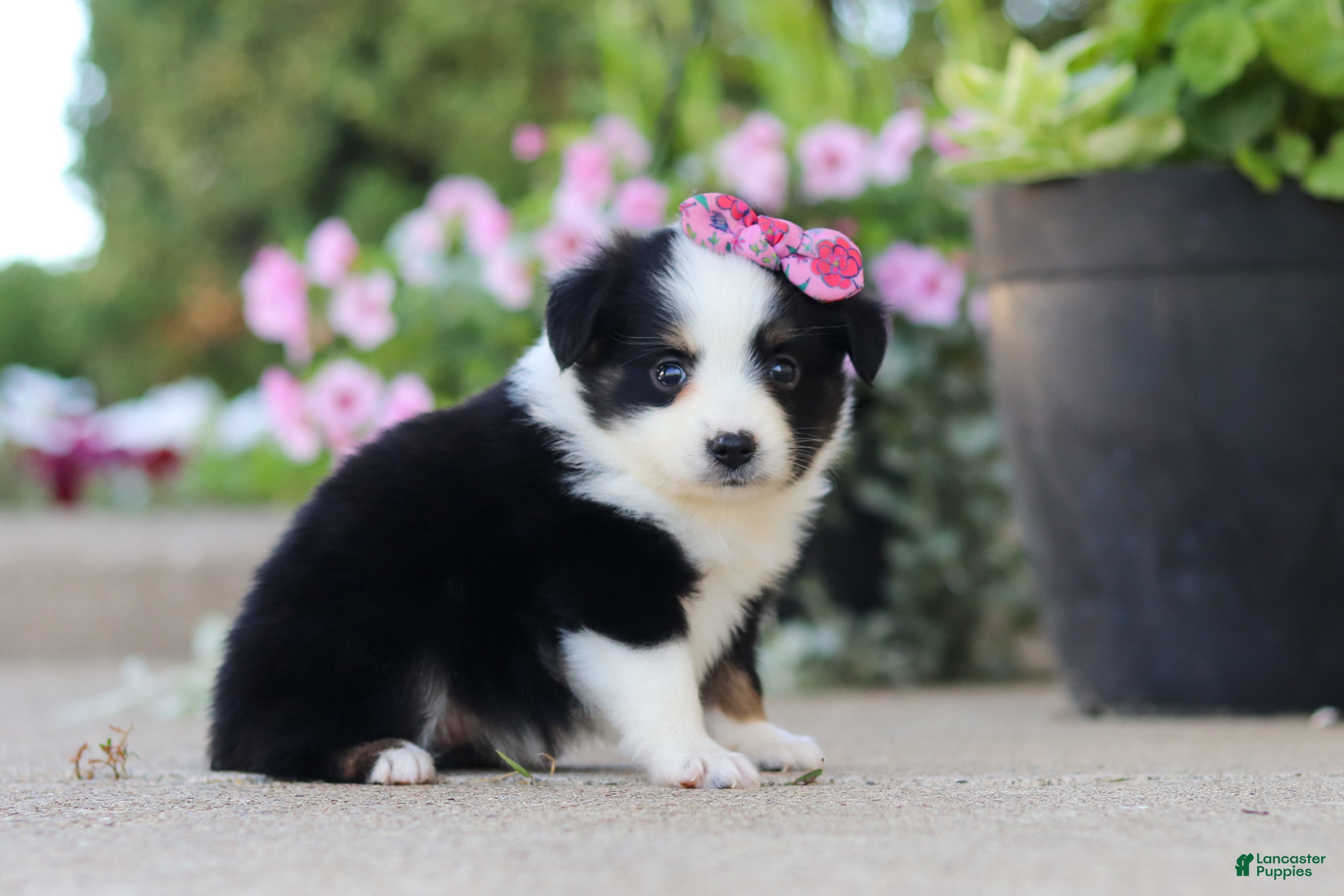 Toy Australian Shepherd dogs Rory - Ad 2
