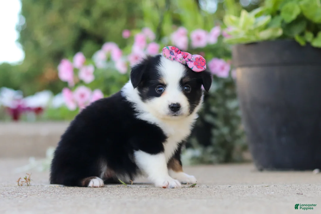Toy Australian Shepherd dogs for sale: Rory - Ad 2