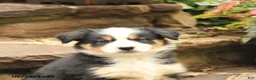 Australian Shepherd dogs for sale: Max - Ad 5