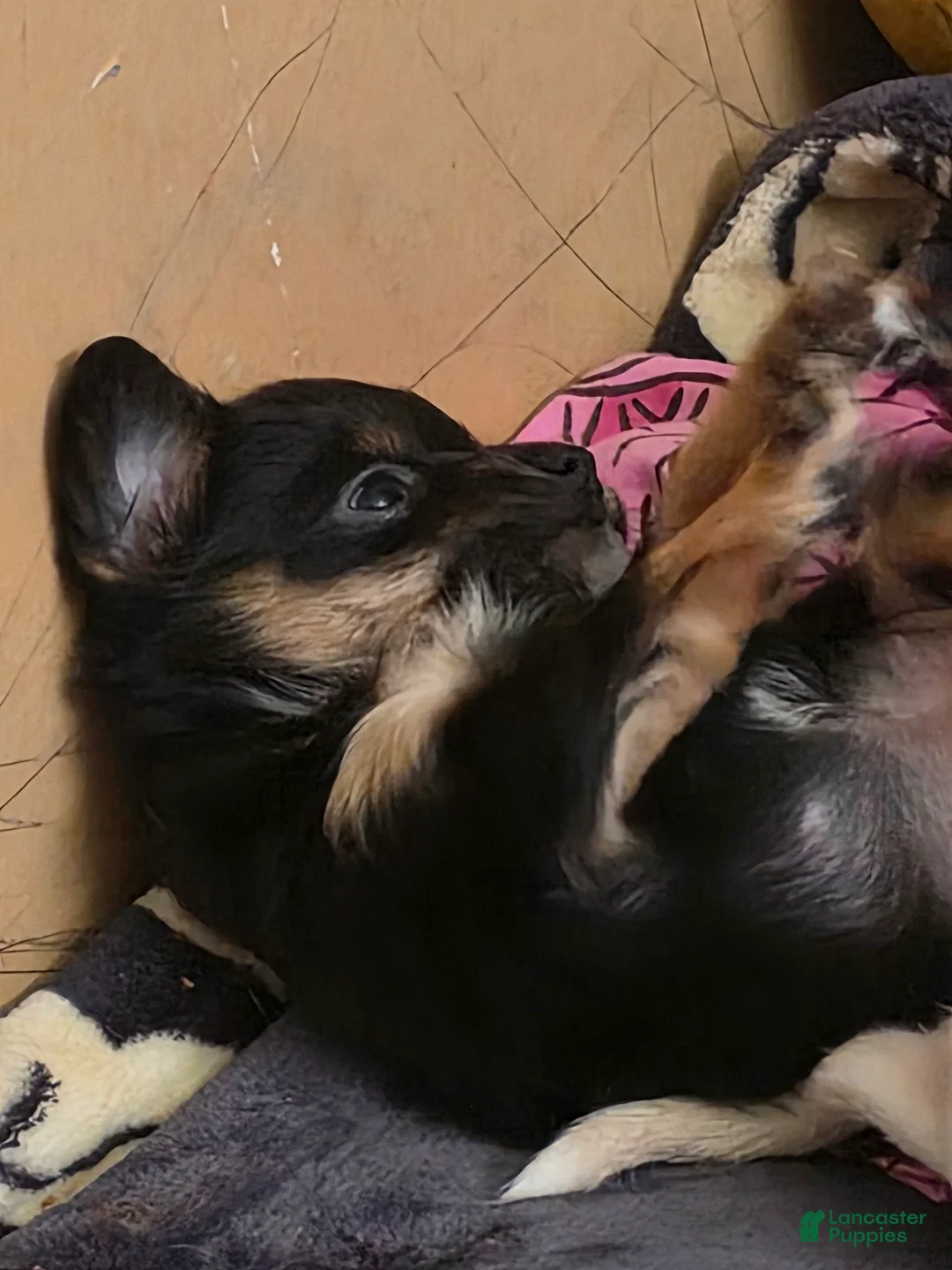 Chiweenie dogs for sale: Chiweenie Puppy 3 - Ad 1