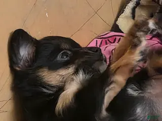 Chiweenie dogs for sale: Chiweenie Puppy 3 - Ad 4