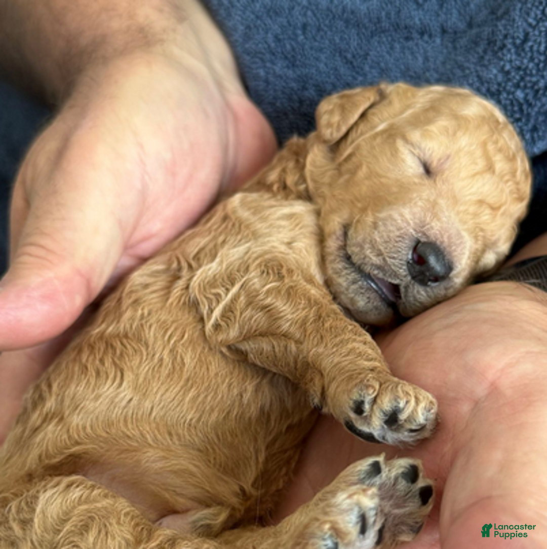 Goldendoodle dogs for sale: Male Purple Collar(Prince) - Ad 4