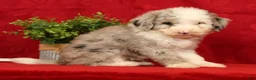 Mini Sheepadoodle dogs for sale: Bella - Ad 4