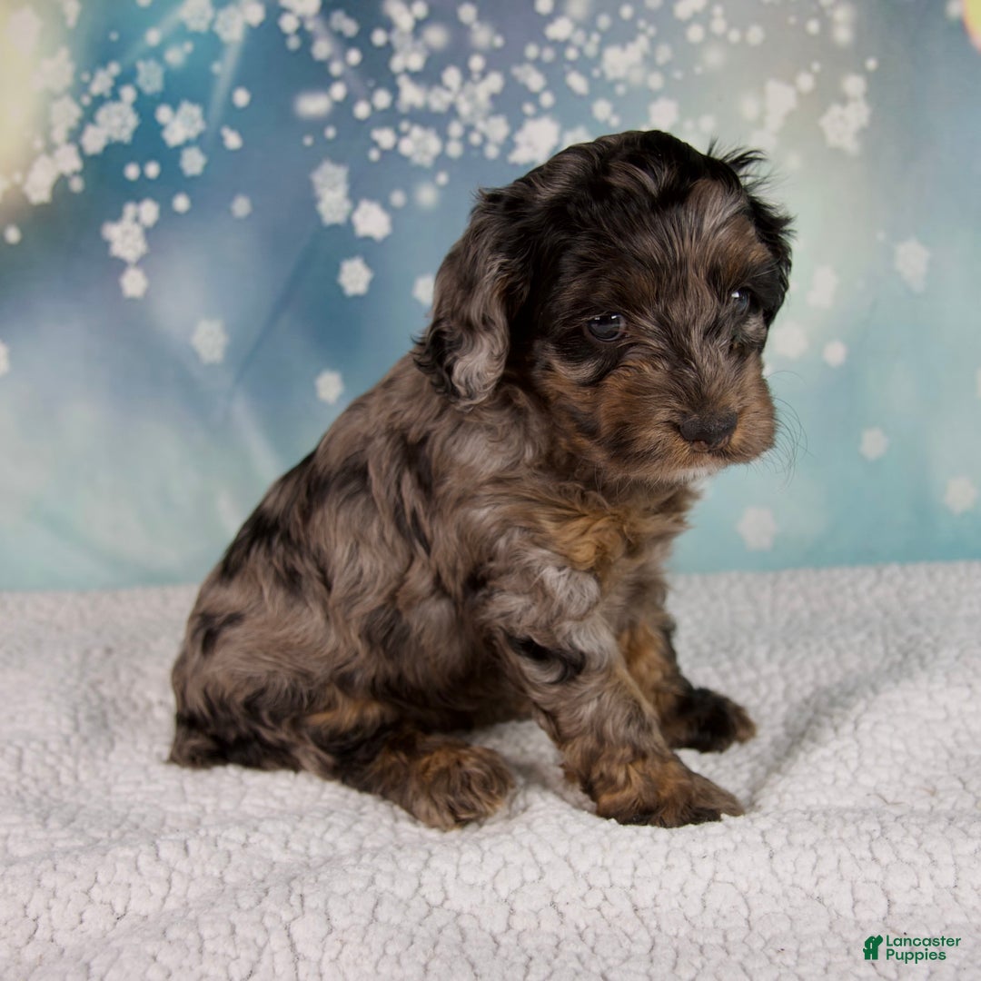 Cockapoo dogs for sale: Callie - Ad 4