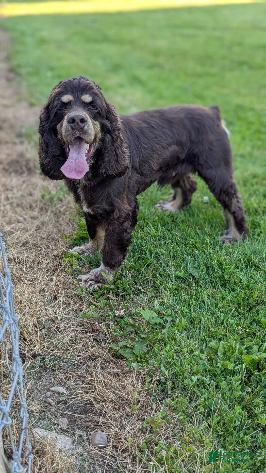 Cocker Spaniel dogs for sale: Zeke - Ad 13