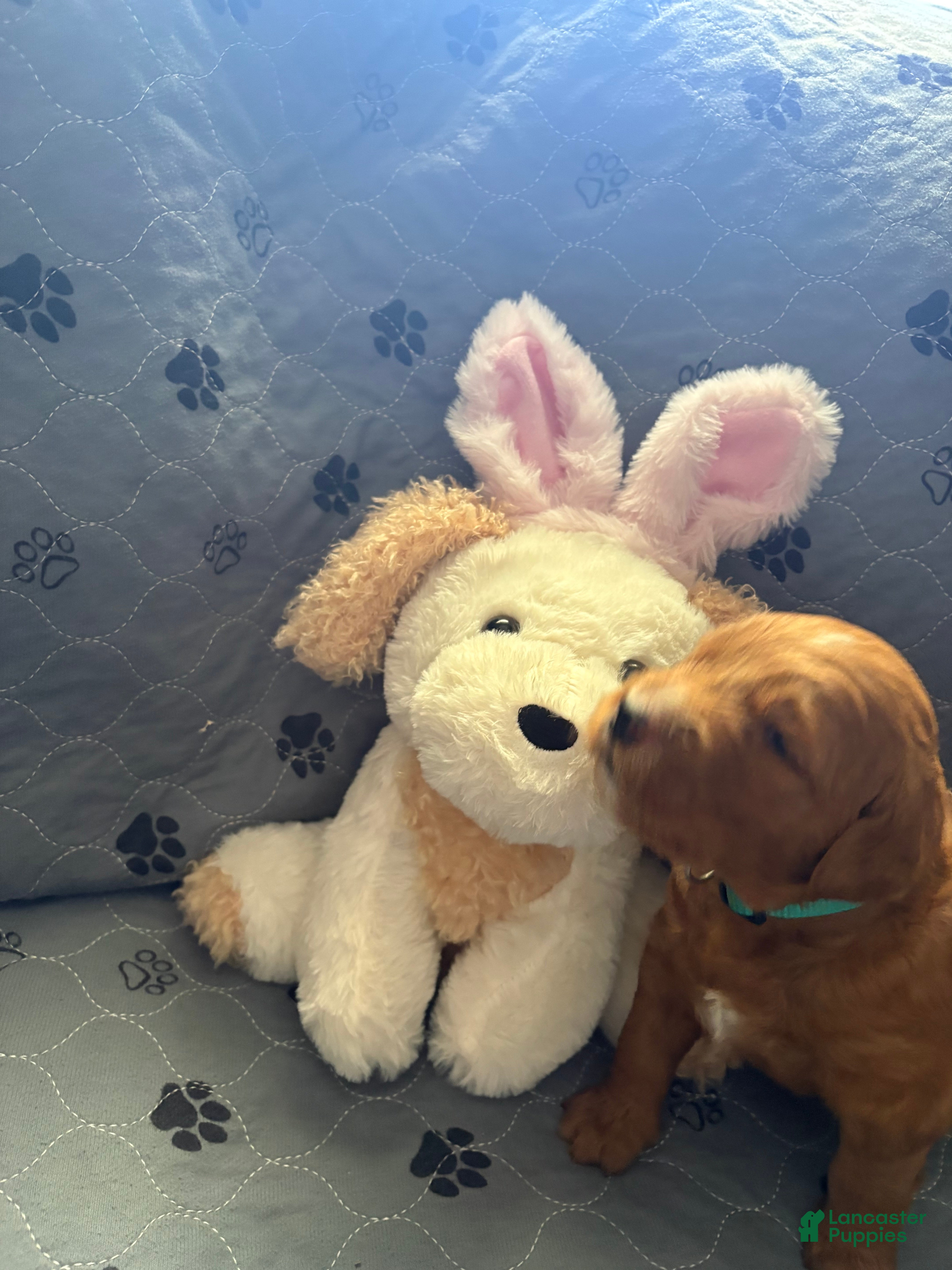 Goldendoodle dogs Ella - Ad 1