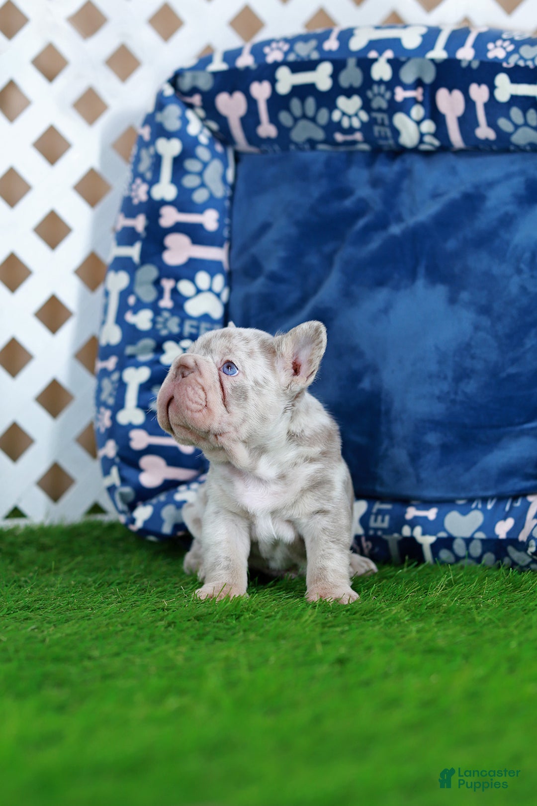 French Bulldog dogs for sale: Martin  - Ad 3