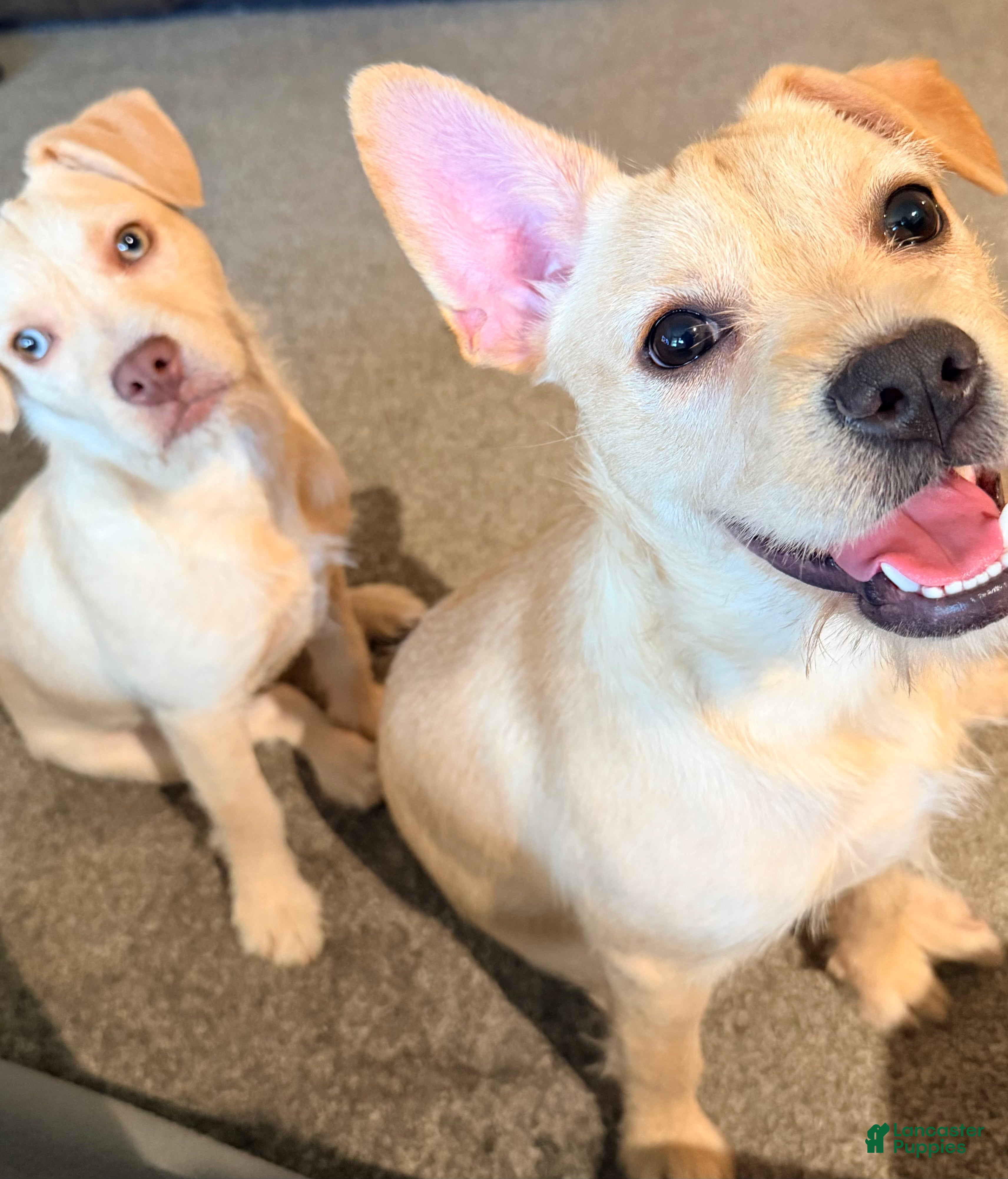 Mixed Breed dogs for sale: Winter - Ad 2