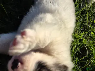 Great Pyrenees dogs for sale: Benjamin - Ad 1