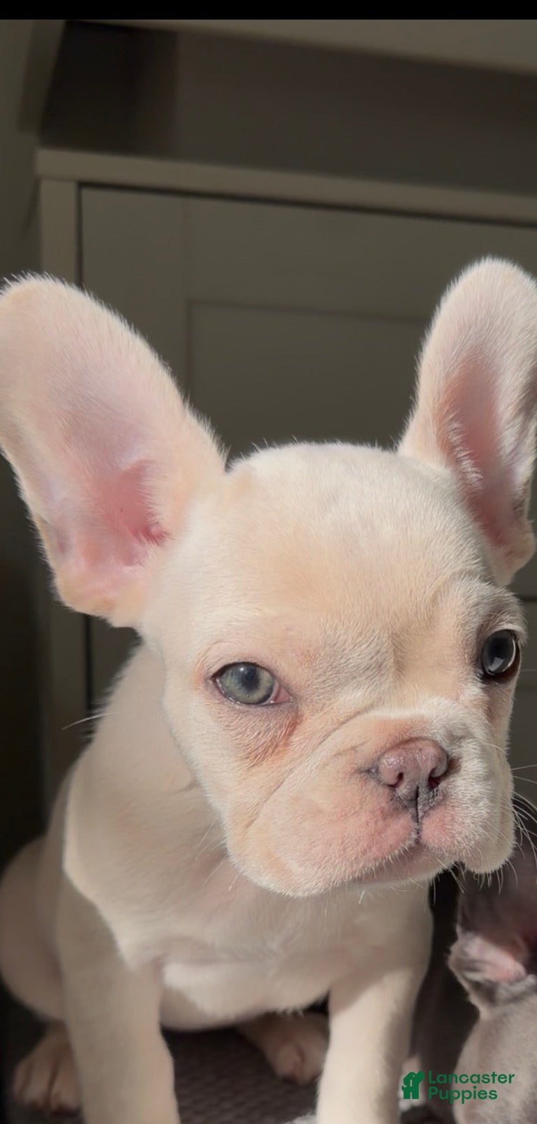 French Bulldog dogs for sale: Lola - Ad 3