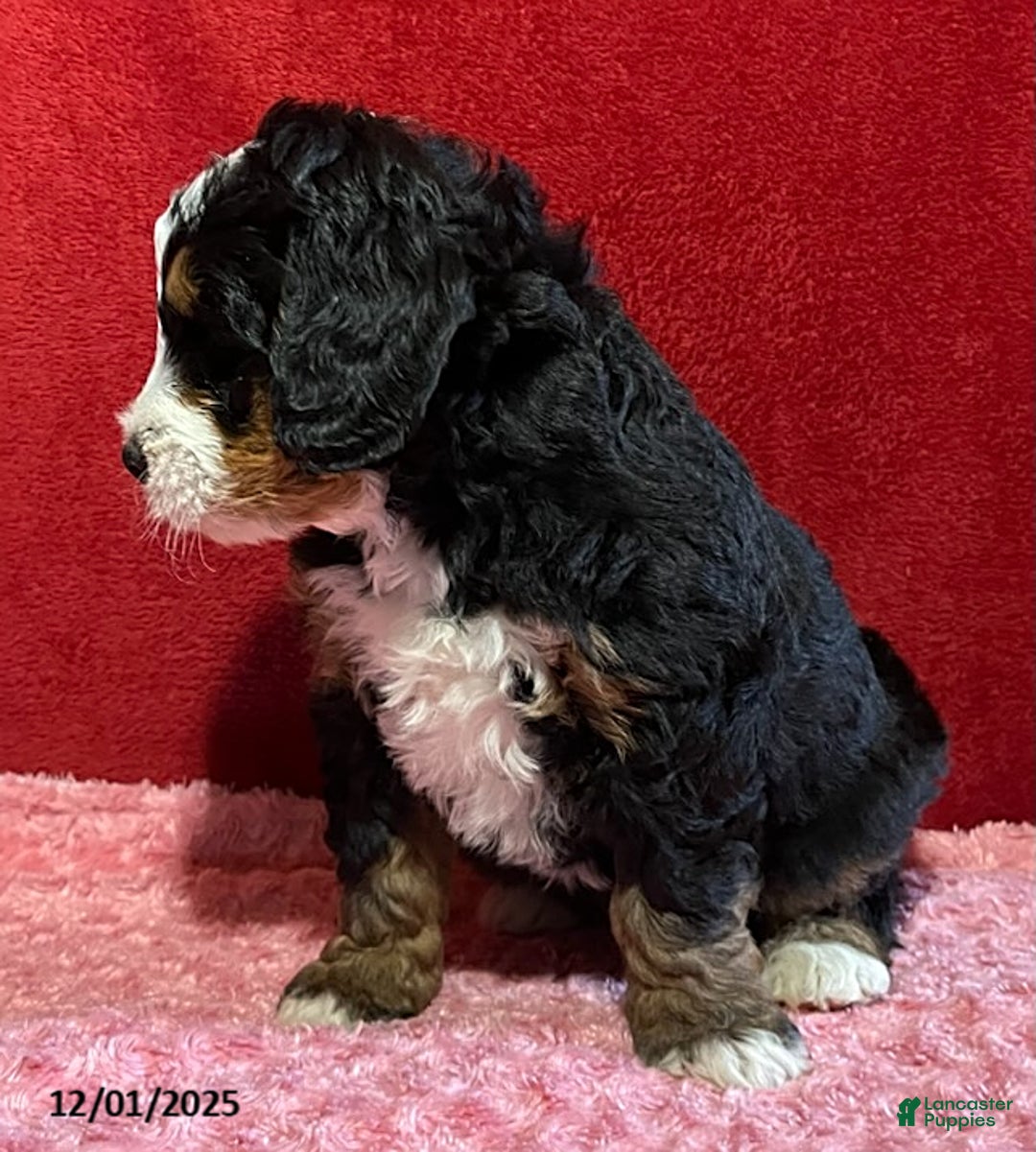 Mini Bernedoodle dogs for sale: Lilly - Ad 3