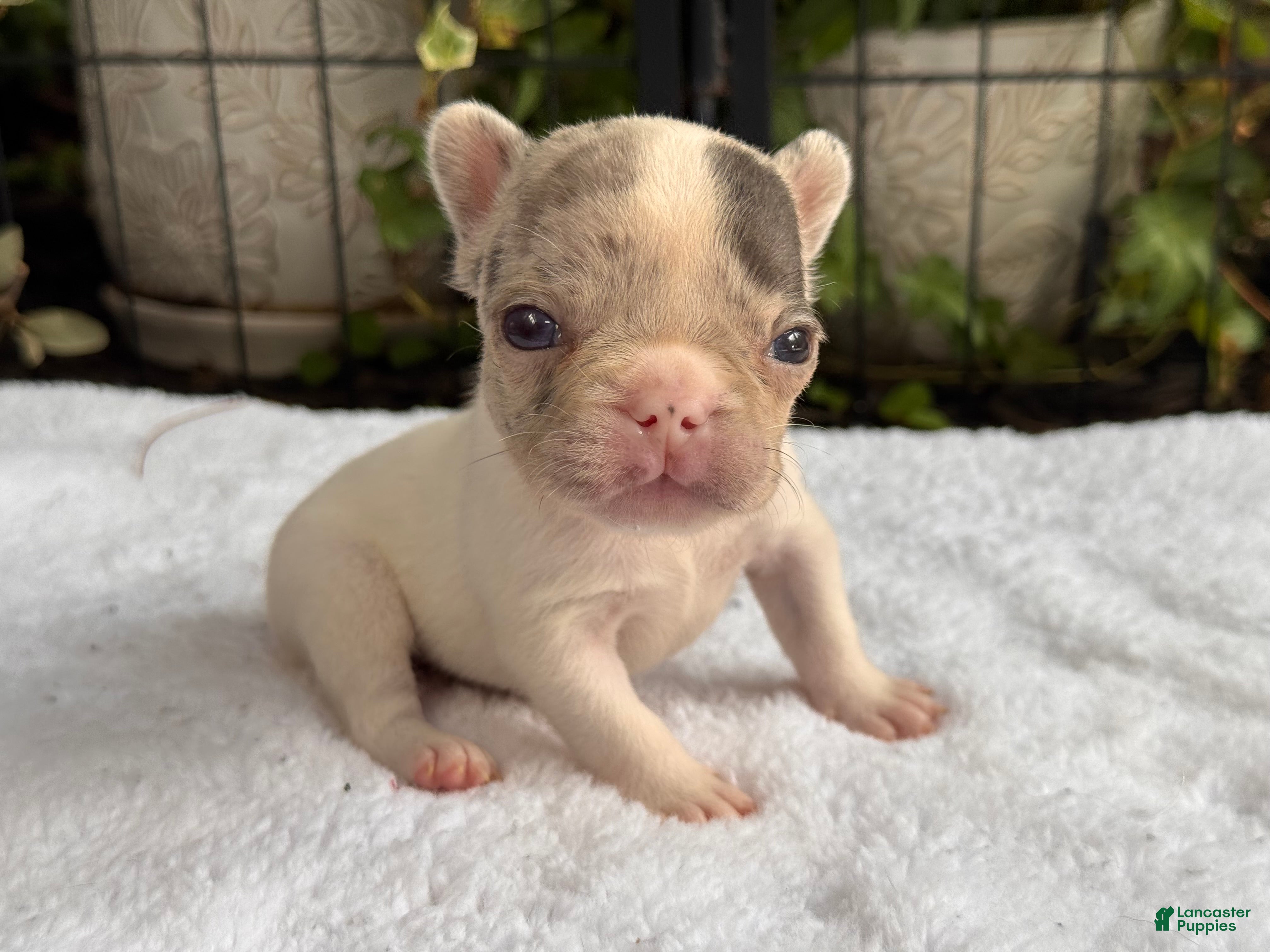 French Bulldog dogs Zinnia - Ad 13