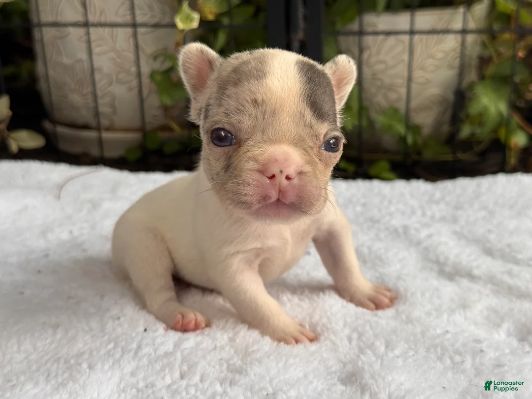 French Bulldog dogs for sale: Zinnia - Ad 1