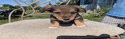 Mixed Breed dogs for sale: Green collar  - Ad 2