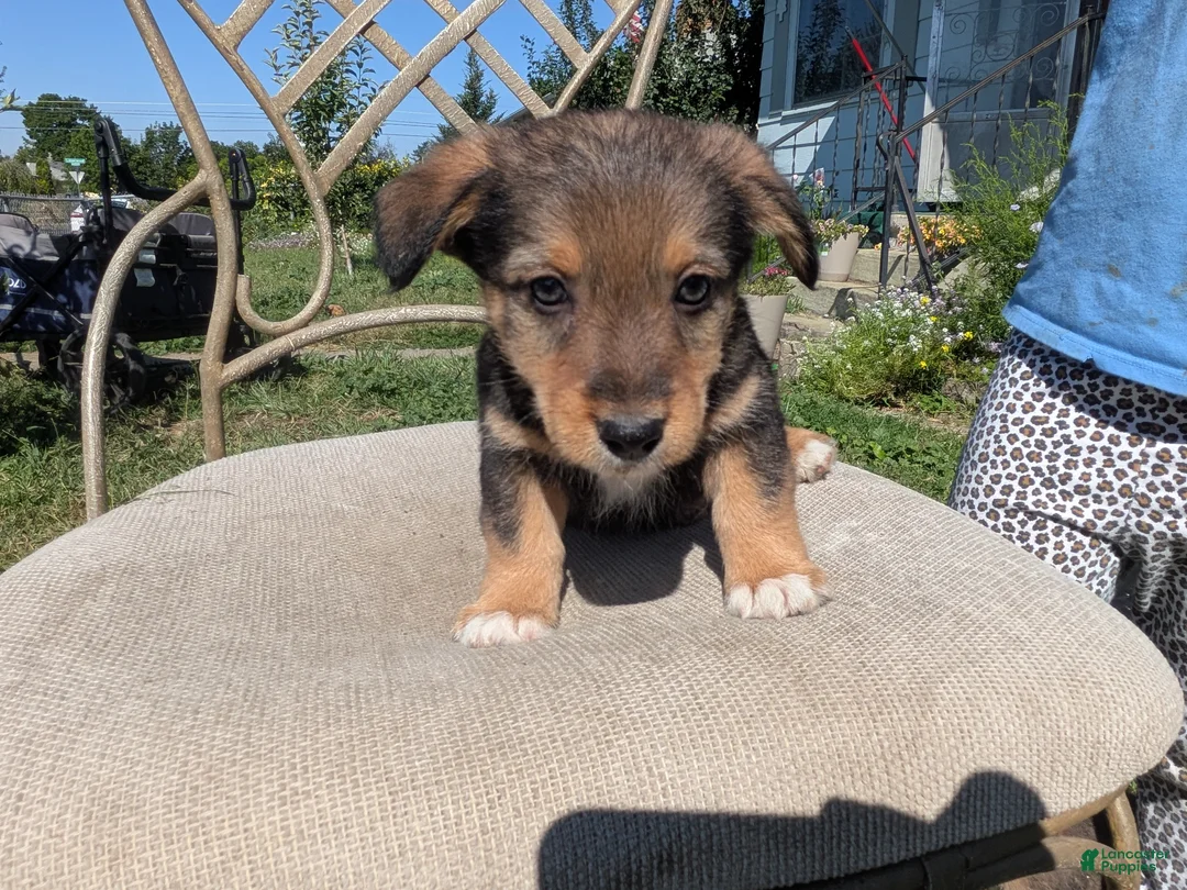 Mixed Breed dogs for sale: Green collar  - Ad 2