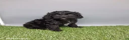 Cockapoo dogs for sale: Casey - Ad 5