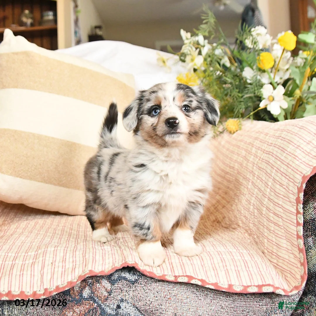 Mixed Breed dogs for sale: Fancy - Ad 1