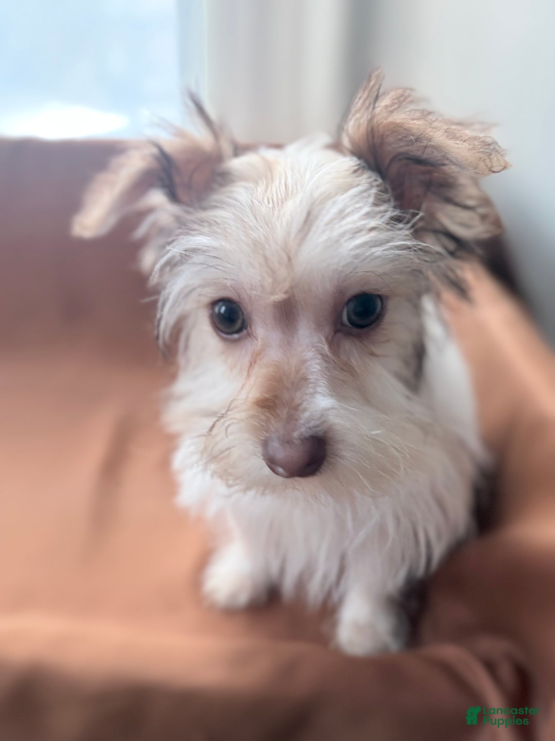 Morkie dogs for sale: Sunny - Ad 1