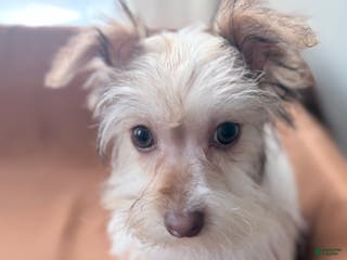 Morkie dogs Sunny - Ad 21