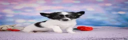 Chihuahua dogs for sale: POPPY - Ad 6