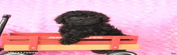 Miniature Poodle dogs for sale: Ellie - Ad 1