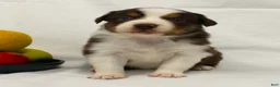 Australian Shepherd dogs for sale: Rose - Ad 3