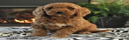 Mini Goldendoodle dogs for sale: Leona - Ad 3