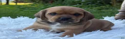 Puggle dogs for sale: Paisley  - Ad 4