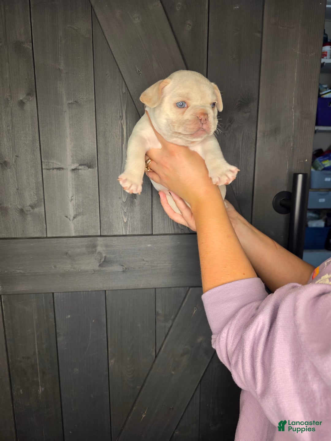 French Bulldog dogs for sale: French Bulldog Puppy 1 - Ad 5