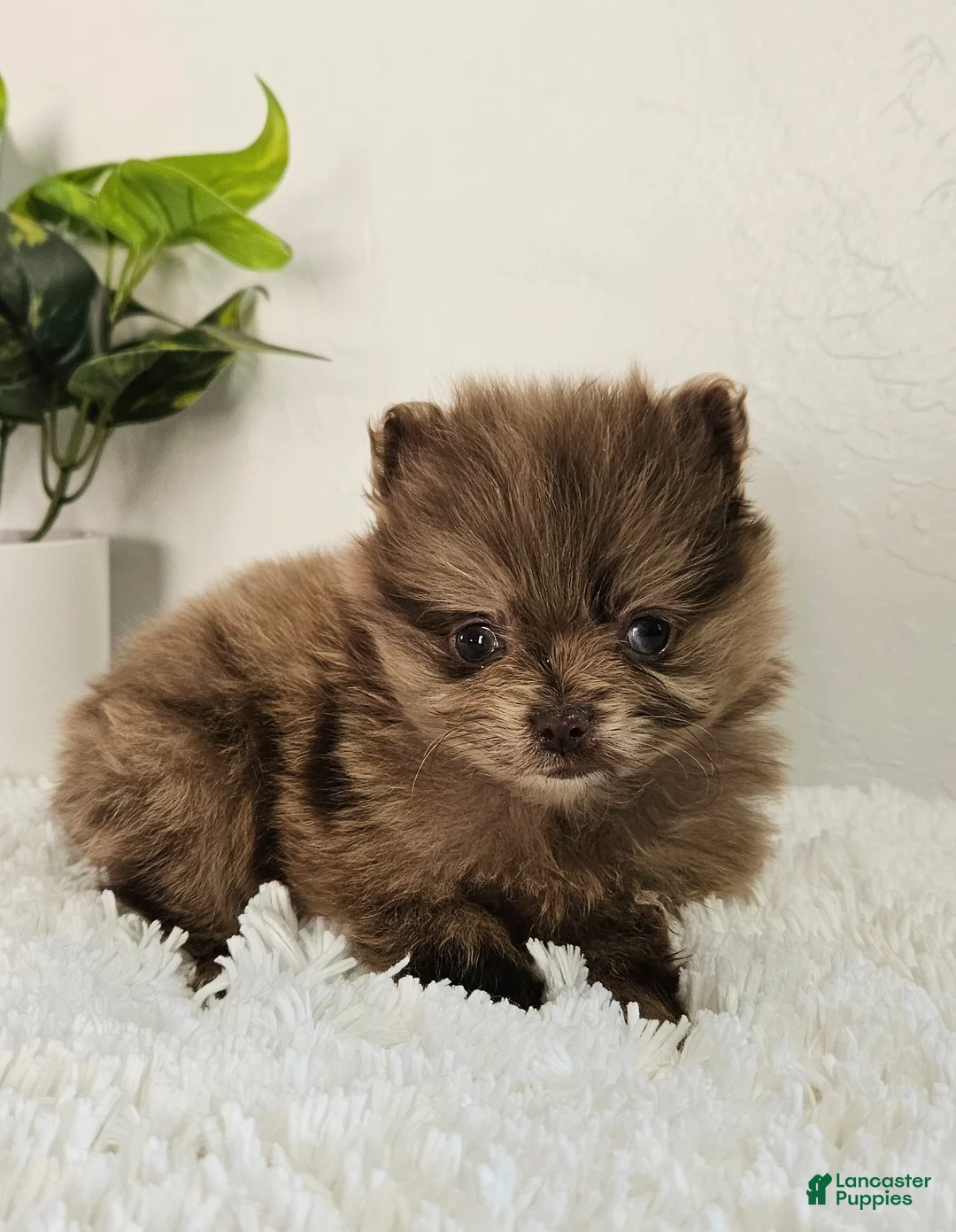 Pomeranian dogs for sale: Bella - Ad 2