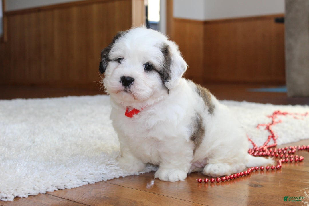 Teddy Bear dogs for sale: Lonnie - Ad 8