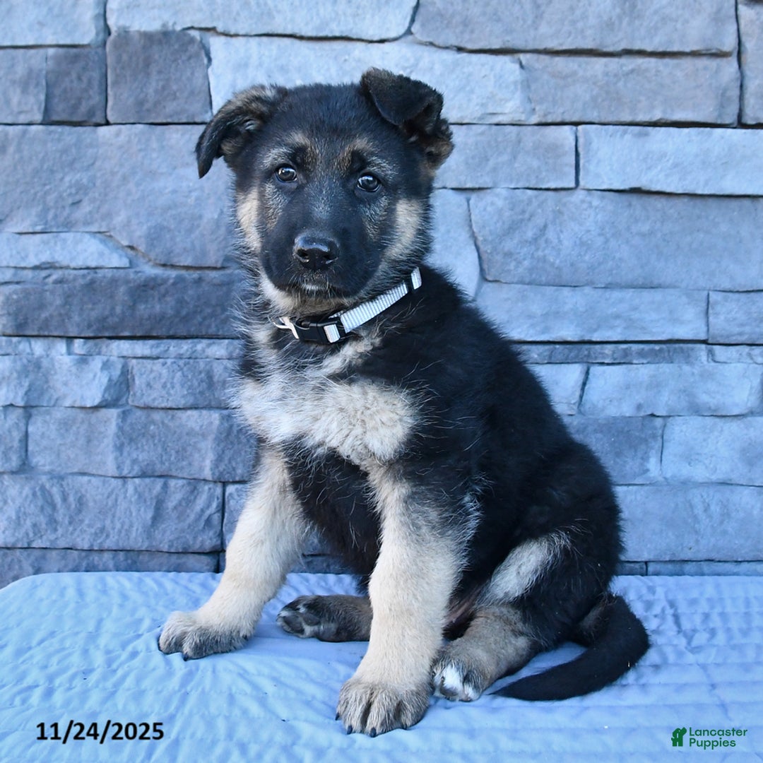 German Shepherd dogs for sale: Hunter - Ad 1