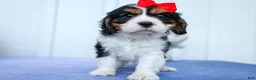 Cavalier King Charles Spaniel dogs for sale: Winston 🐶 - Ad 8