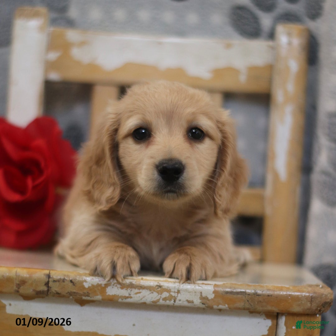 Miniature Dachshund dogs for sale: Preston - Ad 5