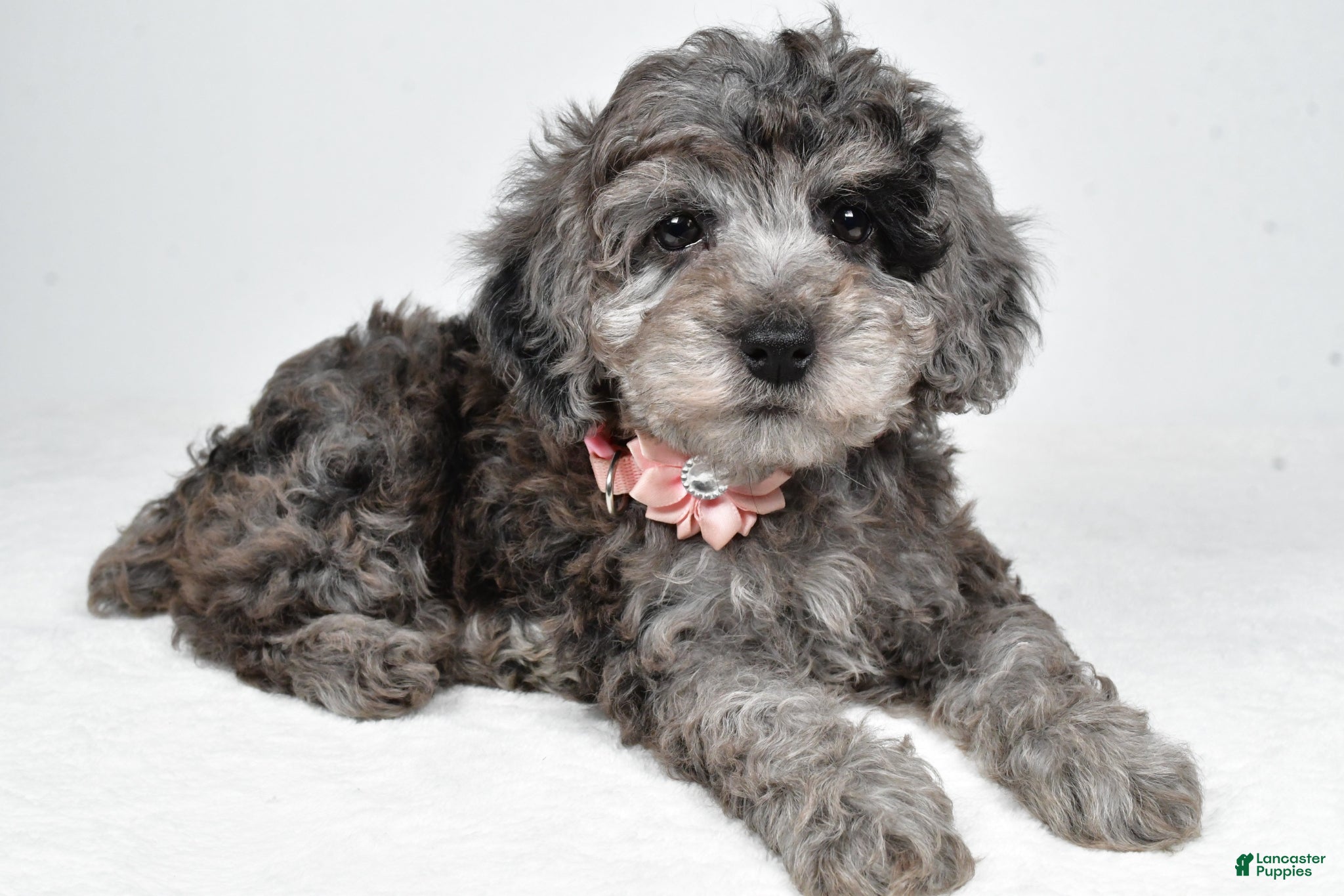 Miniature Poodle dogs Holly - Ad 1