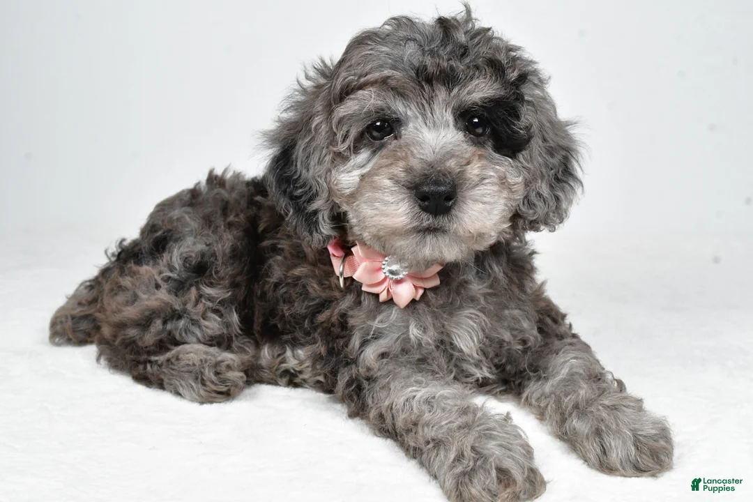 Miniature Poodle dogs for sale: Holly - Ad 1