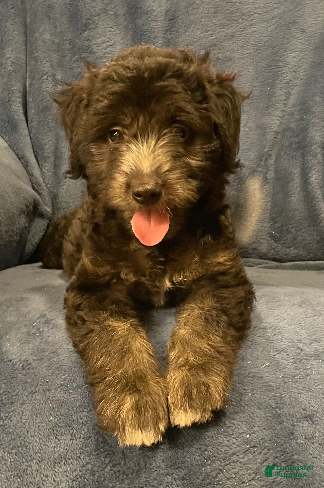 Mixed Breed dogs for sale: Willow - Ad 2