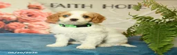 Cavapoo dogs for sale: Molly - Ad 4